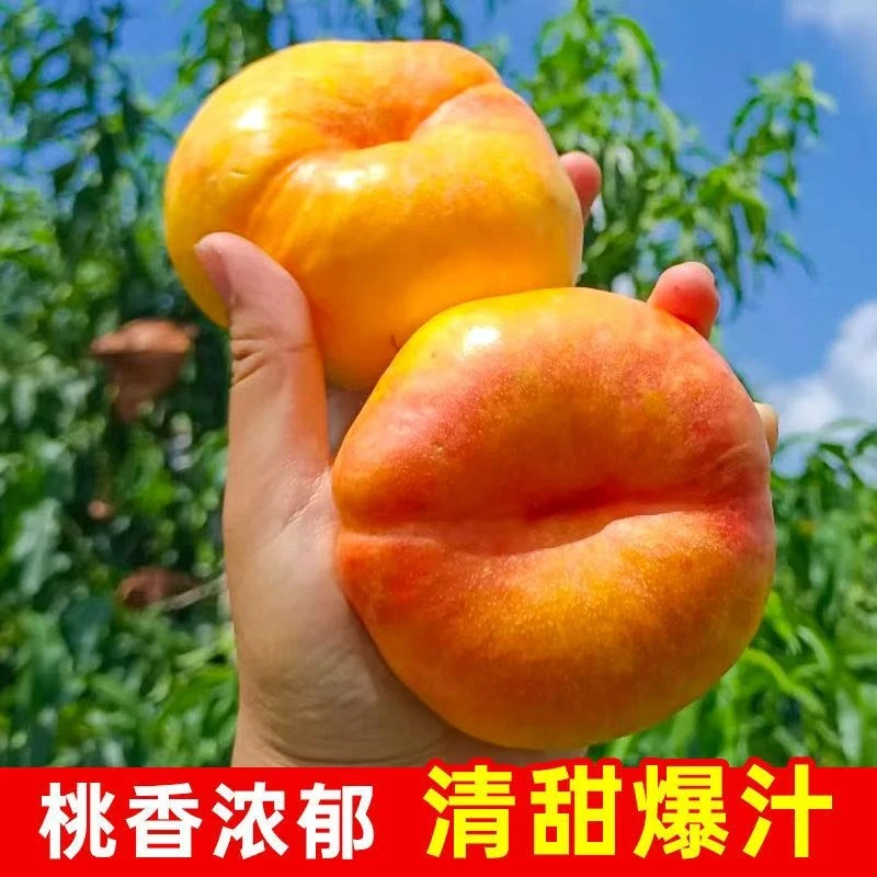 【顺丰包邮】彩虹黄金蟠桃新鲜应季水果黄金小油蟠桃皮薄甜嫩多汁