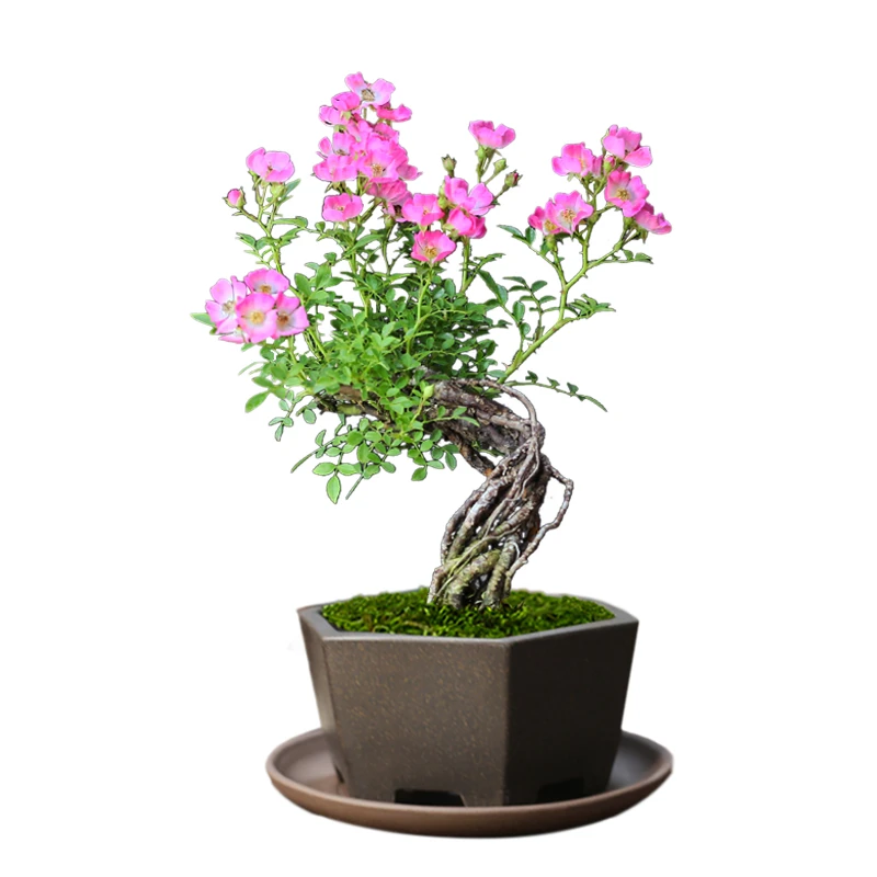 【韩国姬蔷薇】奥莉迷你小盆栽微景老桩藤本植物姬月季四季开花好养