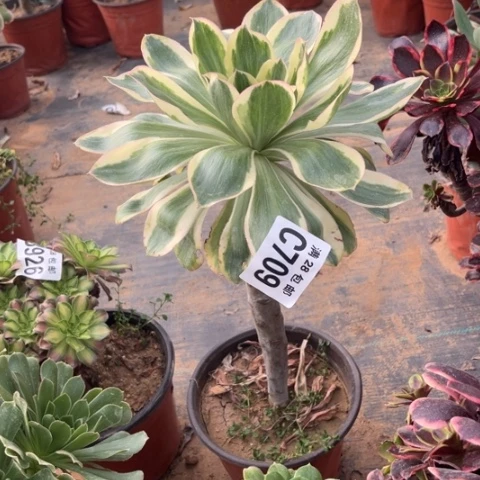 709燕子锦不包断枝