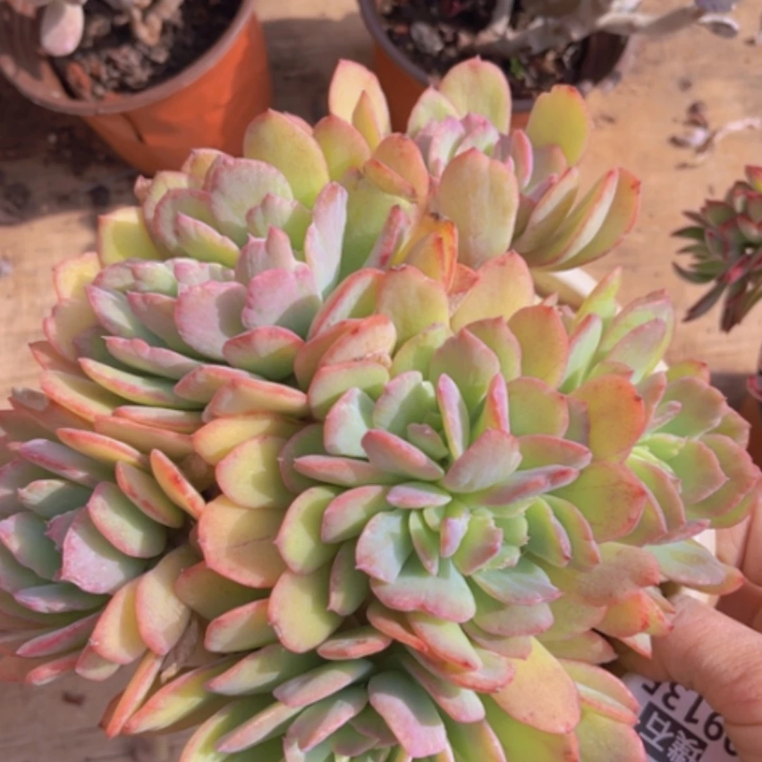 【闪购商品】绮罗石化09135