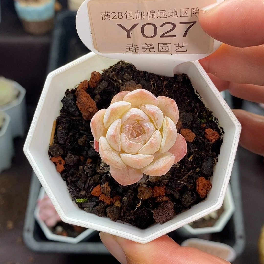 0027 冰魄雪颜 3cm