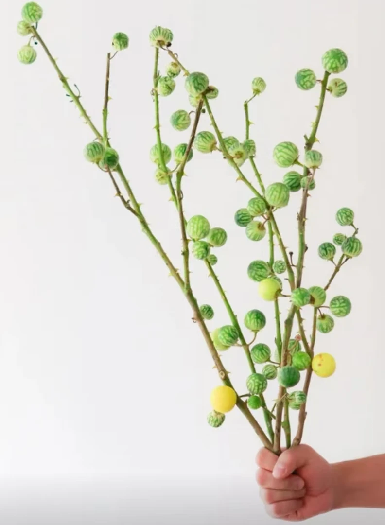 【观赏小西瓜 】小众可爱趣味家庭瓶插水养