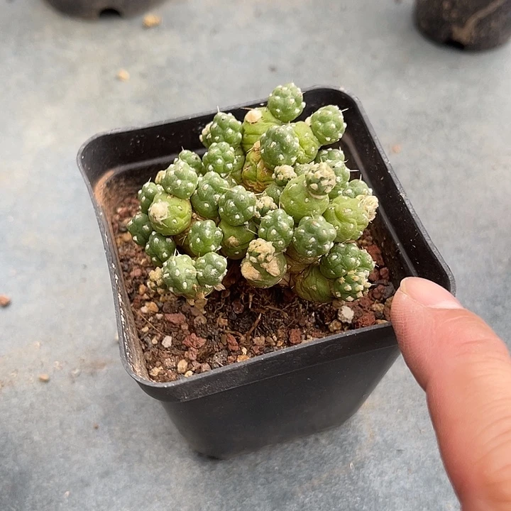 无花朵罗西安娜一物一拍