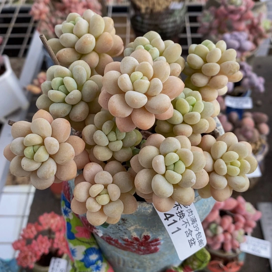 洛可可411/10cm多肉