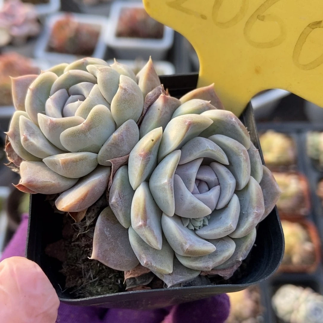 2060汉堡多肉植物保护^_^