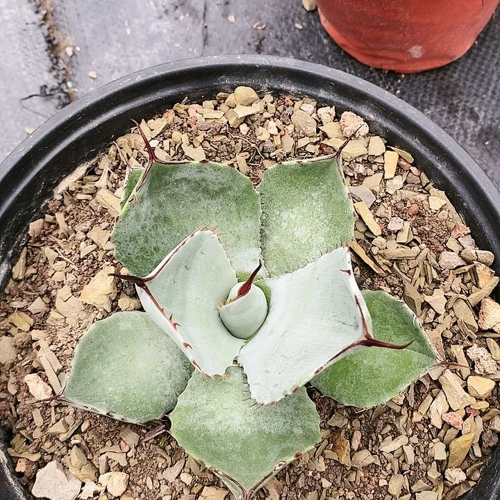 【闪购商品】无花朵顽****筒龙舌兰福克斯