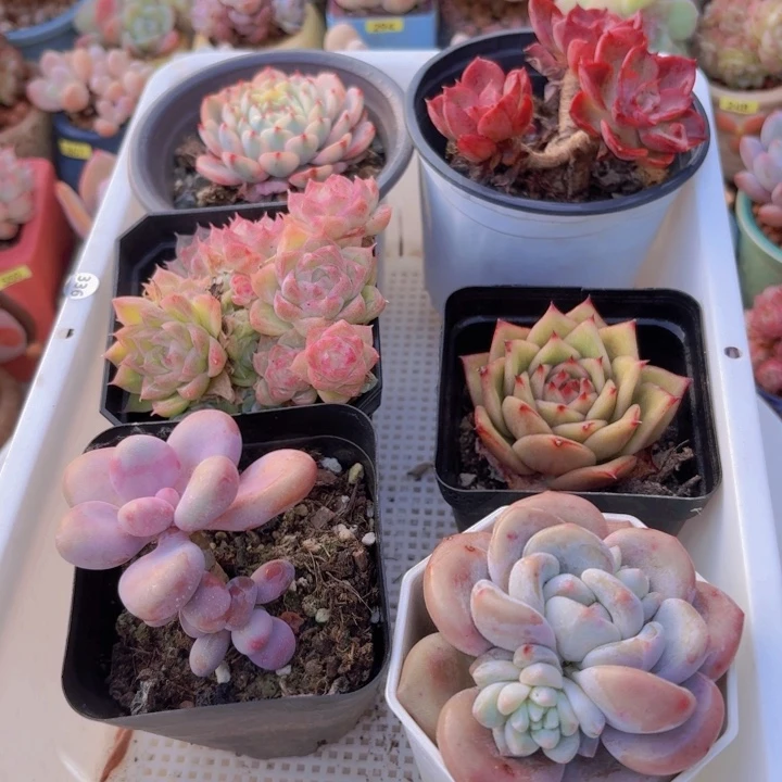 框拍一物一拍编号336