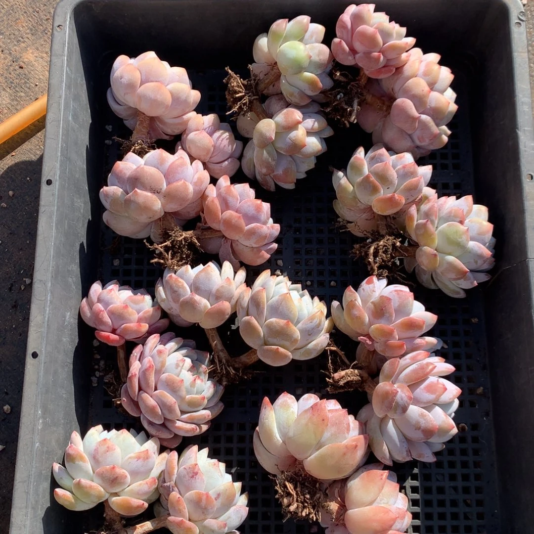 471号新疆西藏内蒙古不包邮的，