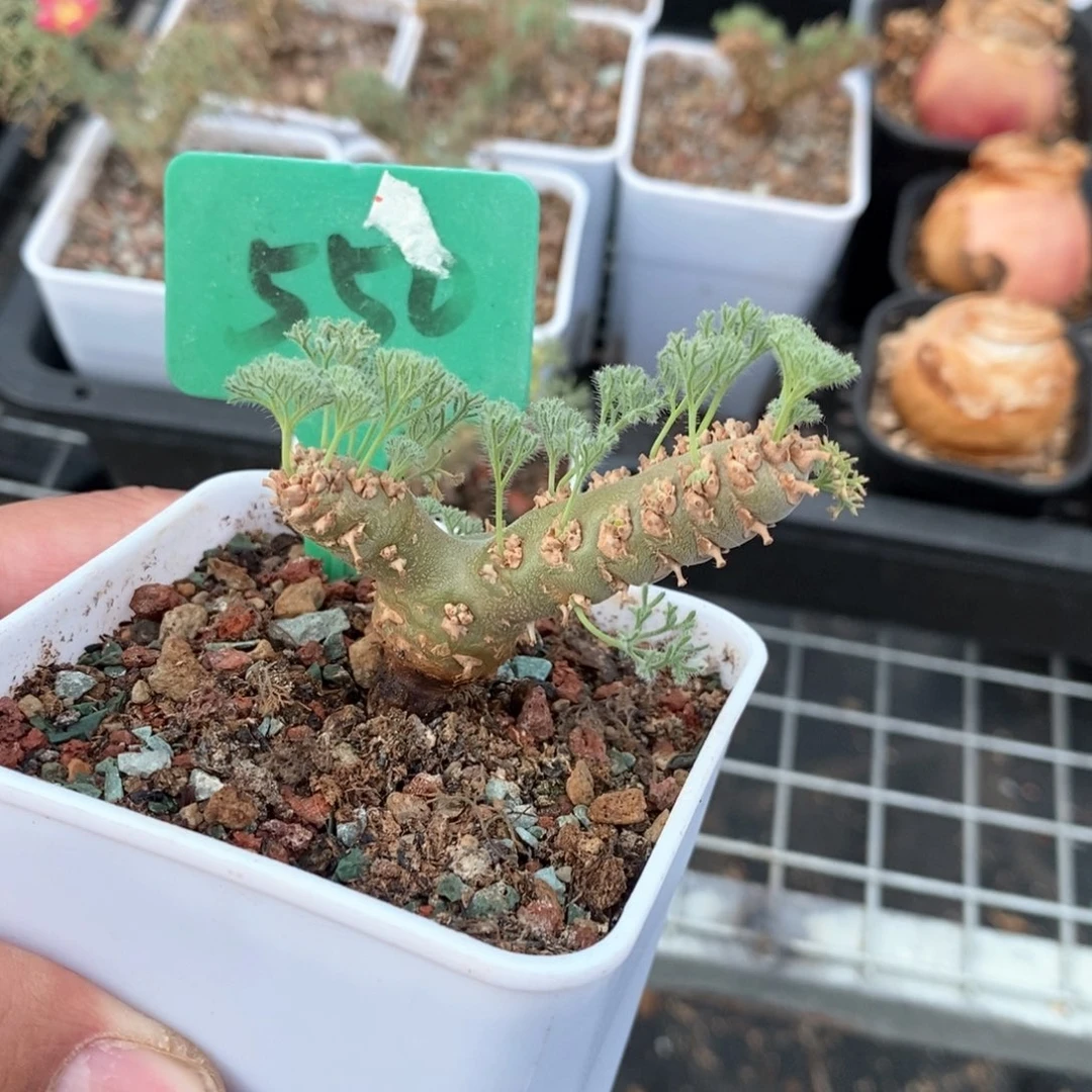 白皮月界多肉植物