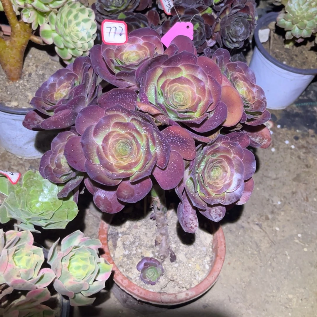 772多肉植物魅金玫瑰