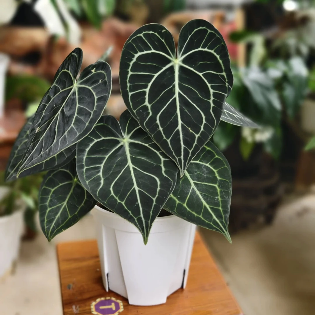 克莱恩花烛水晶盾叶花烛客厅耐阴办公室内观叶植物is网红绿植盆栽