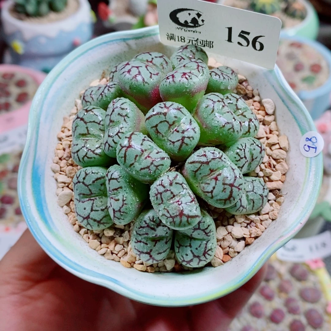 生石花花花花花花花156