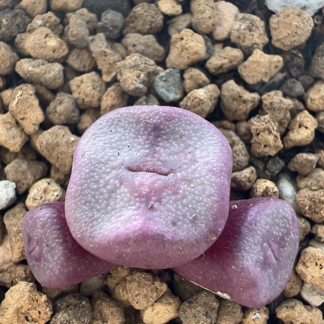 117多肉植物百科知识