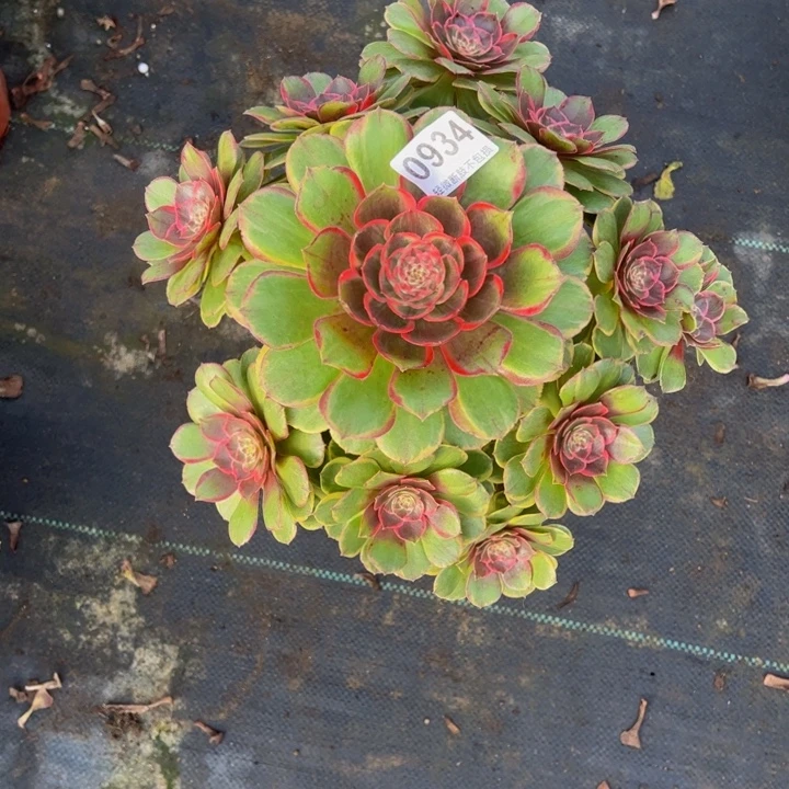 遇****粉花妖09344444444