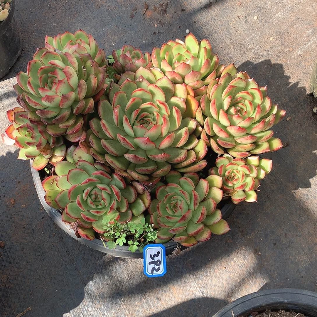 392保利 一物一拍多肉