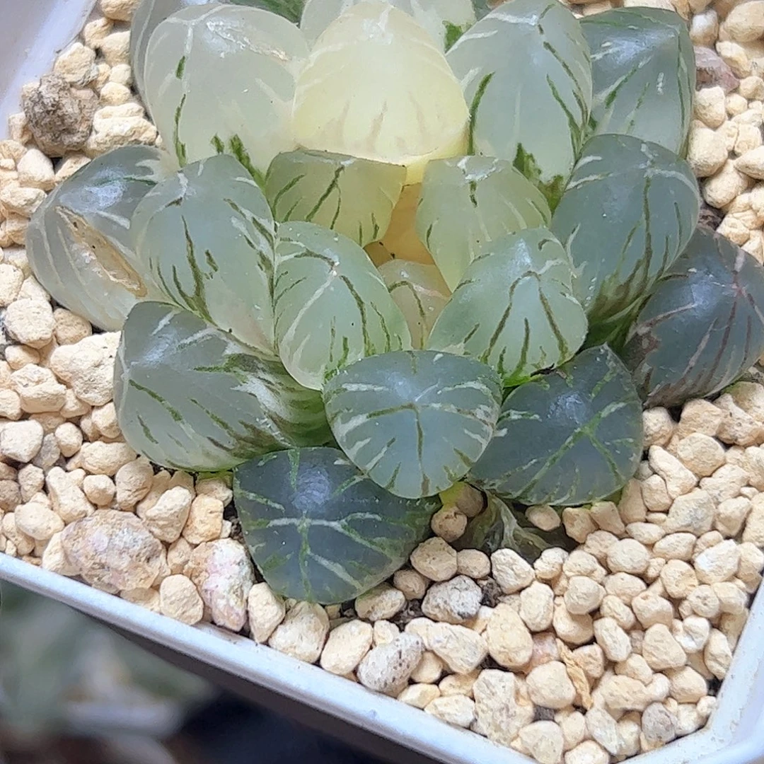 Om锦十二卷多肉植物