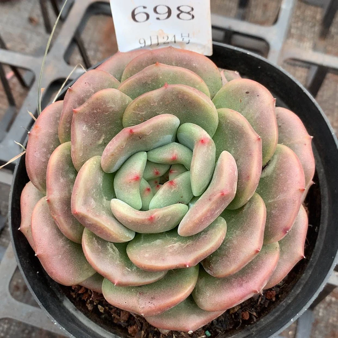 【闪购商品】云698号Q橙10公分