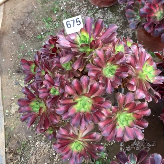 675法师多肉植物韶华