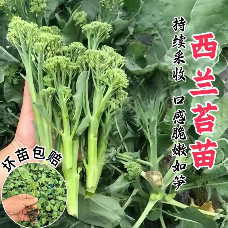 西兰苔苗松花菜苗生菜绿水果甘蓝包西兰花菜苔大白菜阳台盆栽秧苗