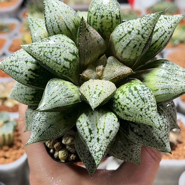 十二卷多肉实生白银