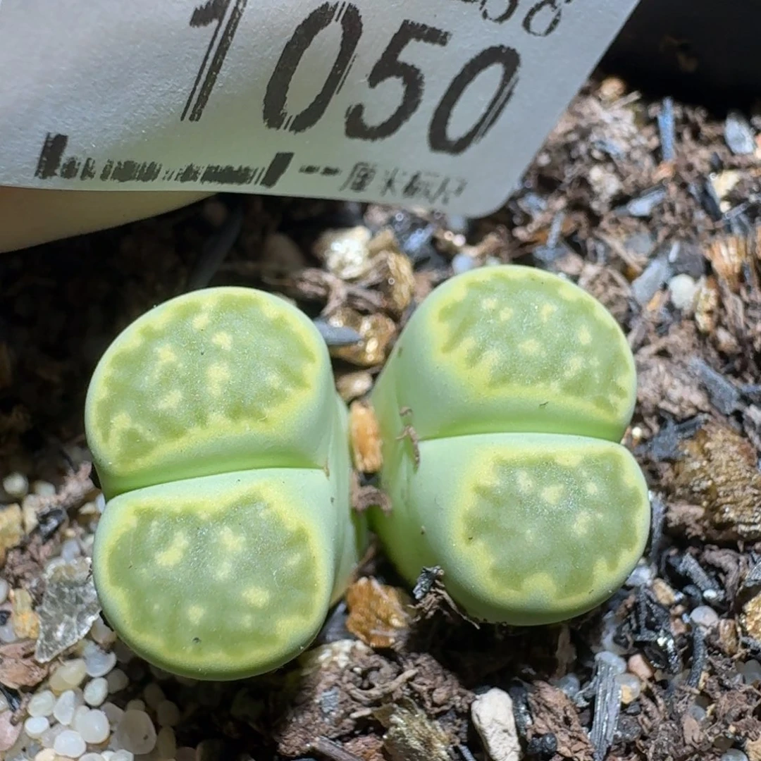 zzzz好货也清仓1050