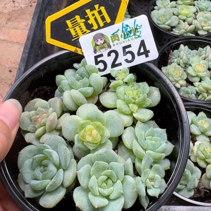 完全开放多肉植物多肉植物