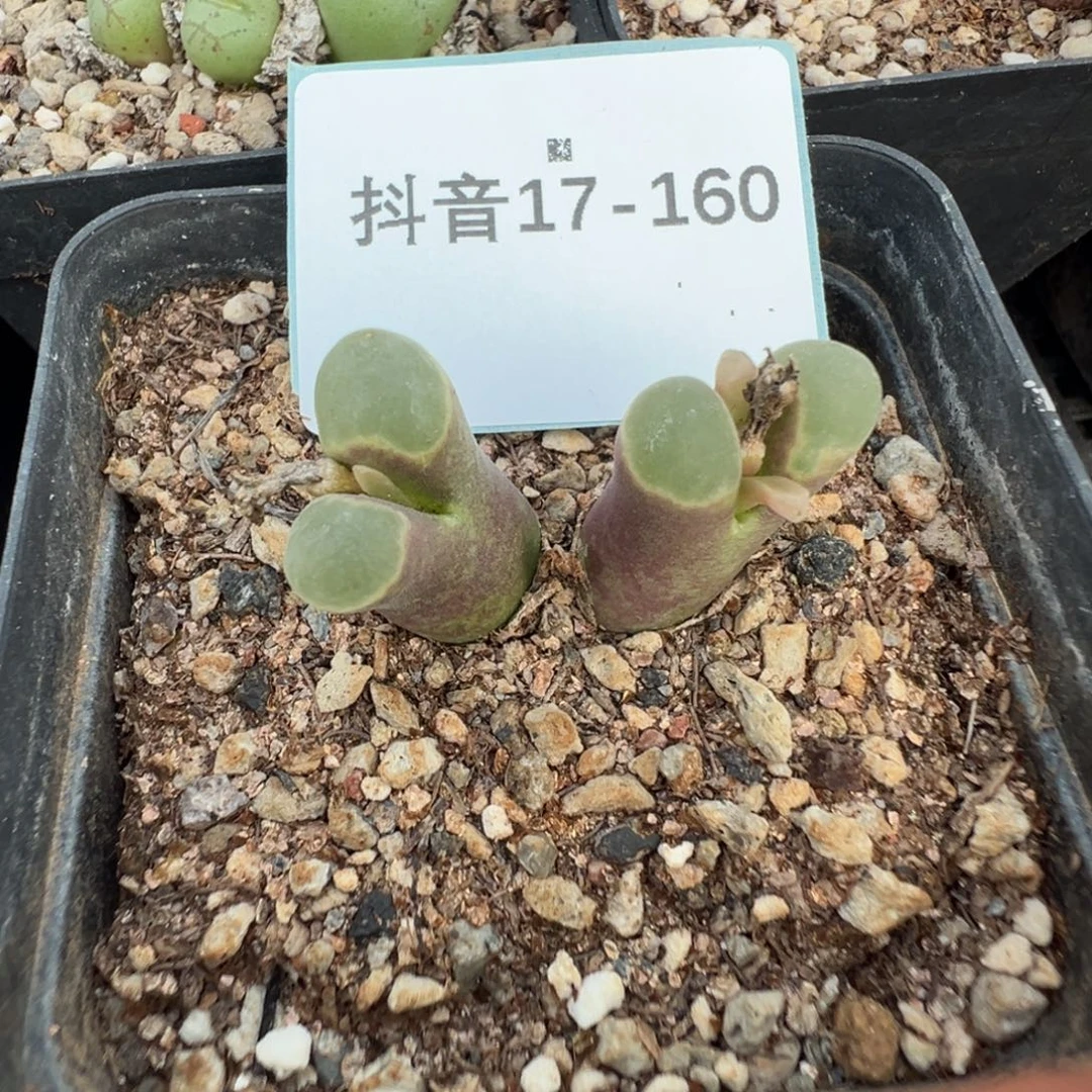 17-160肉锥多肉植物，
