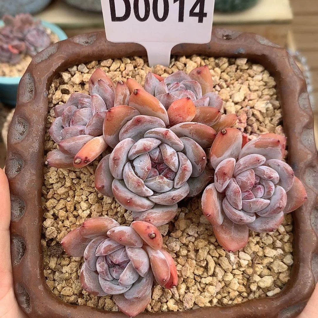 D0014 星影石榴籽 开播福利