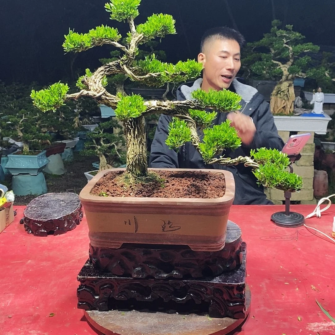 完全开放广东黄杨盆景