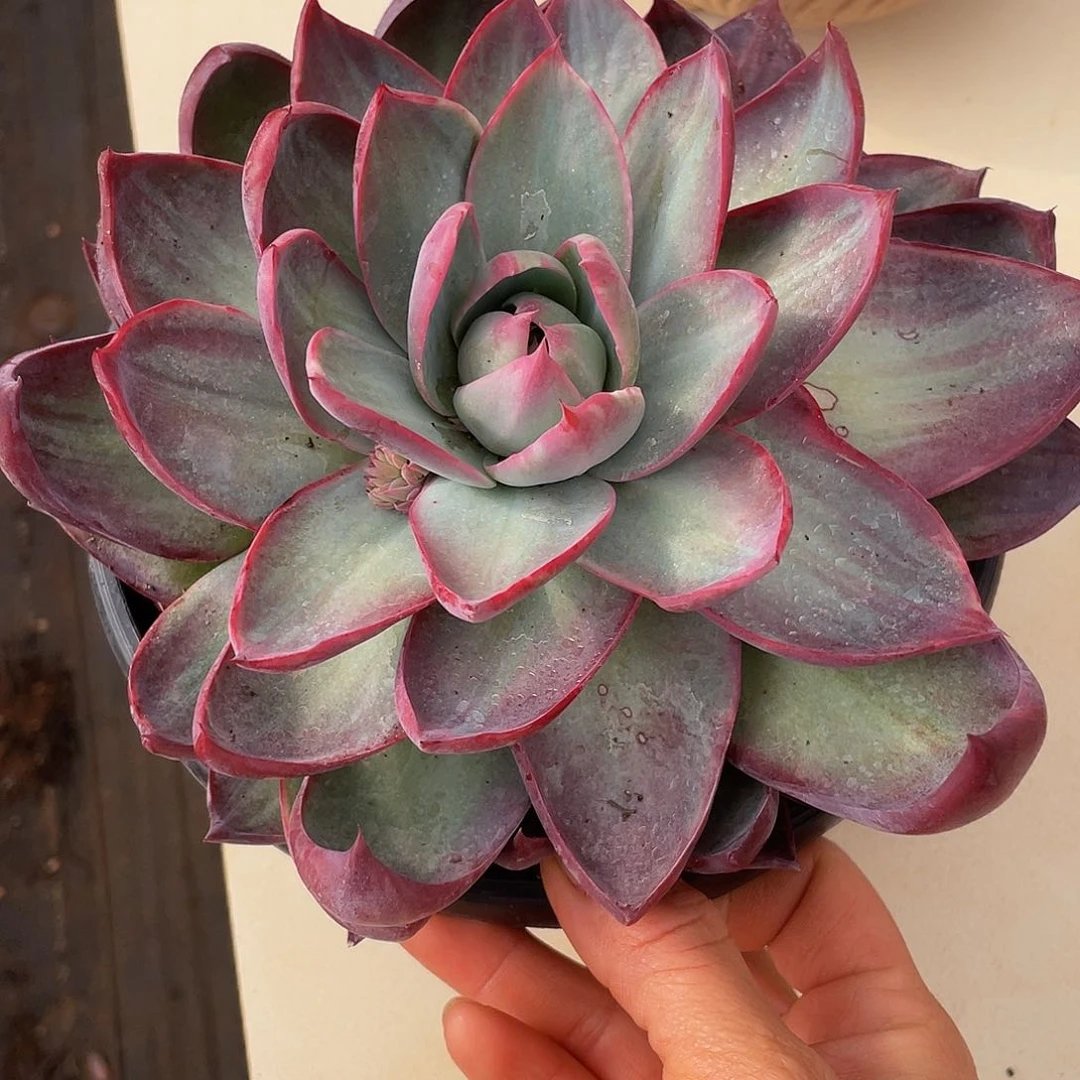 惊鸿多肉多肉多肉