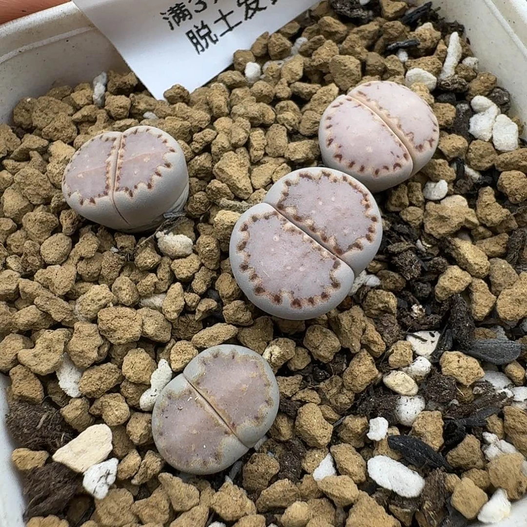 954有点干哈哈哈哈哈哈