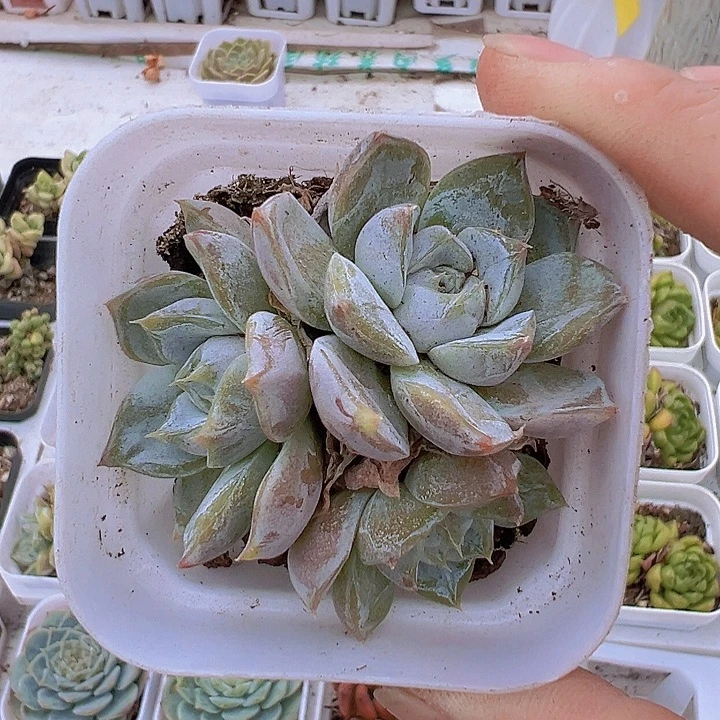 雪兔群19包邮多肉植物
