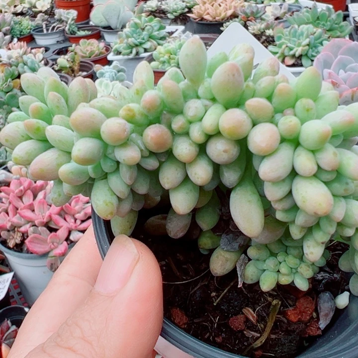 汤圆缀多肉植物多肉