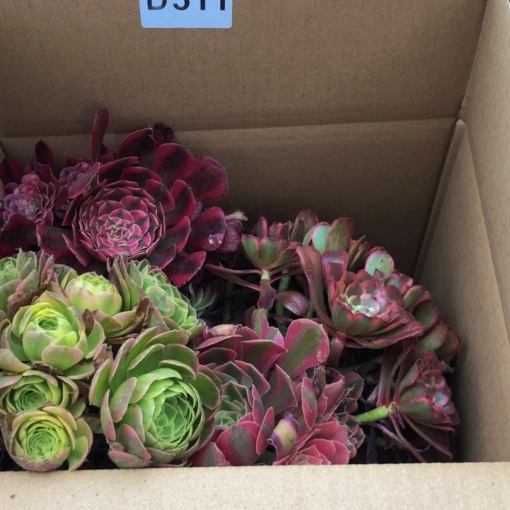 法师多肉植物组合511