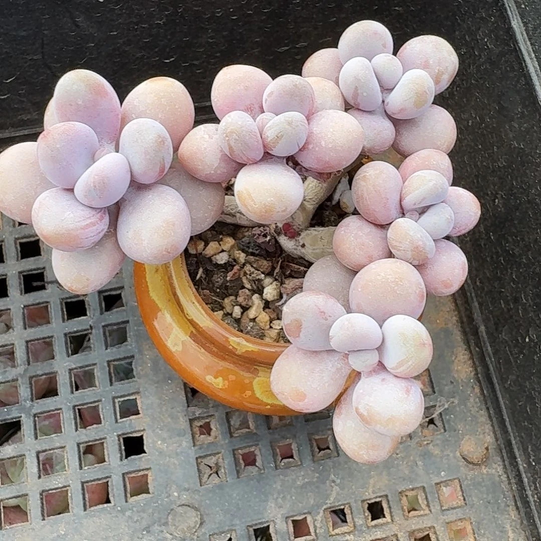 老桩桃蛋带瓷盆发货