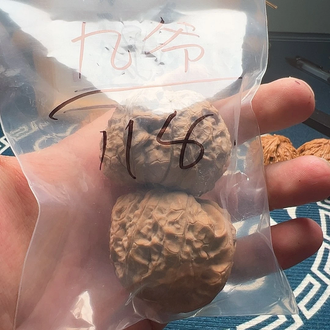 46 南瓜 九爷 文玩核桃