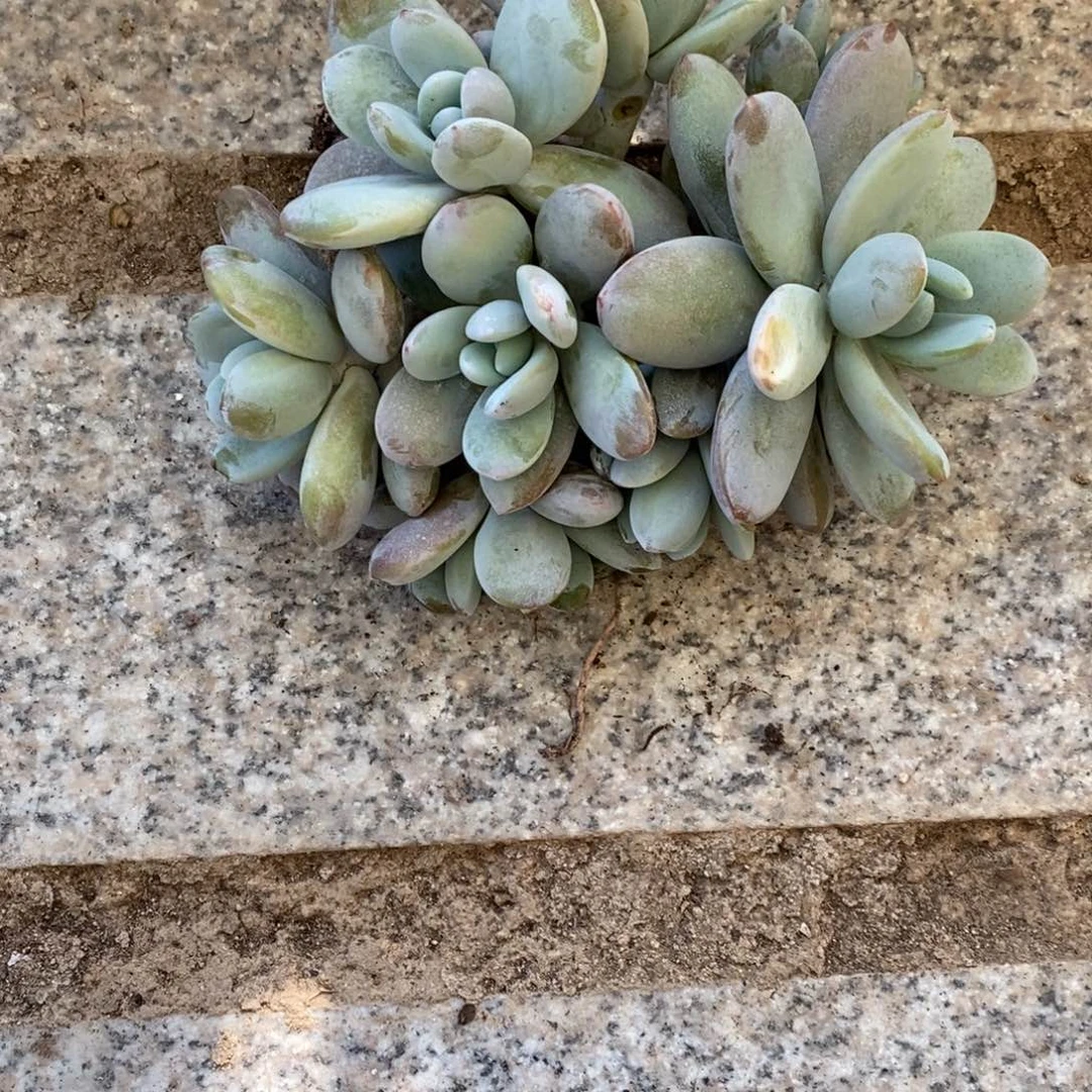 多肉植物雪美人多肉