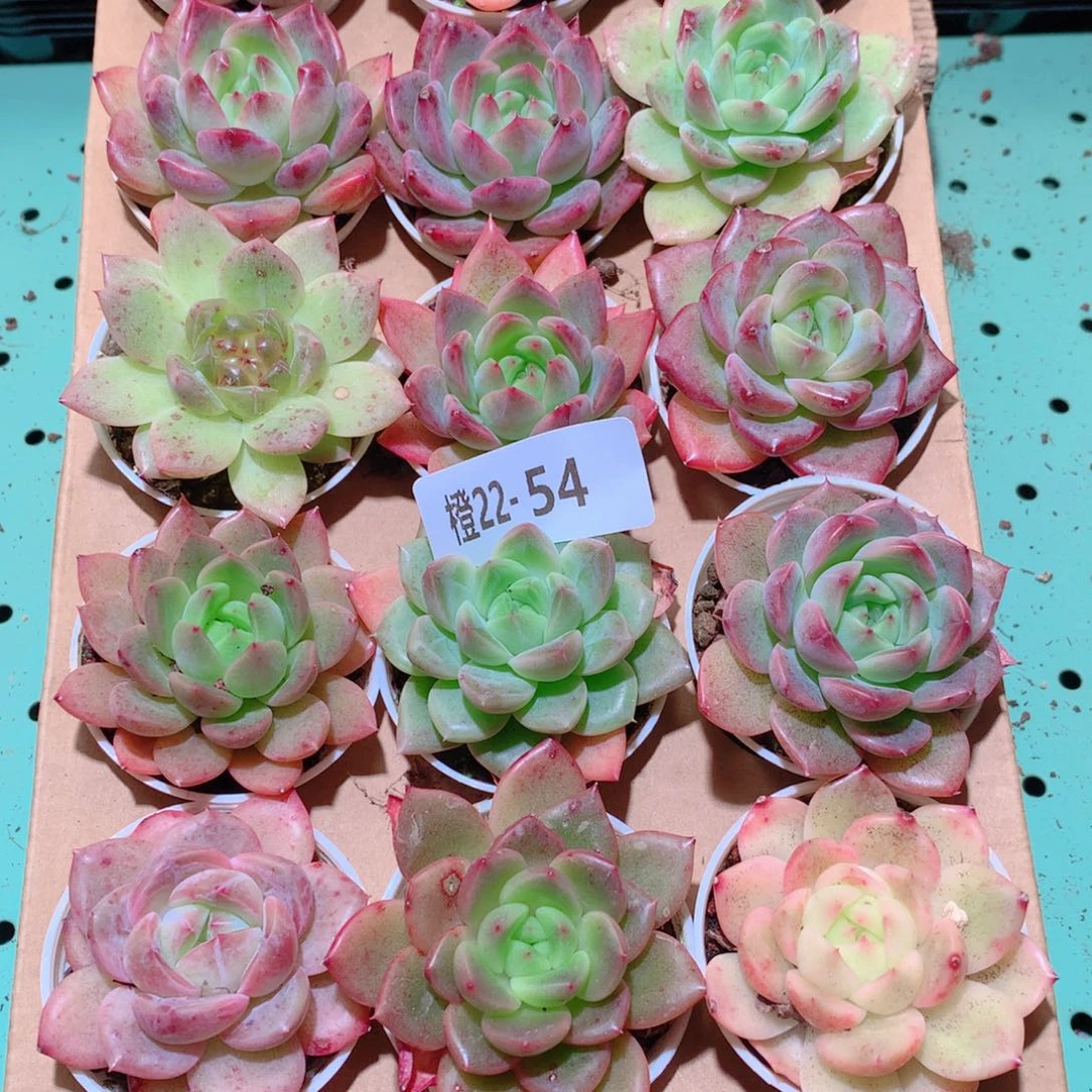 22-54一物一拍多肉带盆18颗