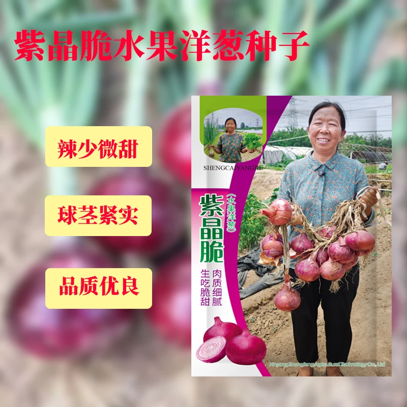 【杨姐推荐】紫晶脆洋葱种子盆栽地栽耐寒紫红葱头紫红洋葱种子