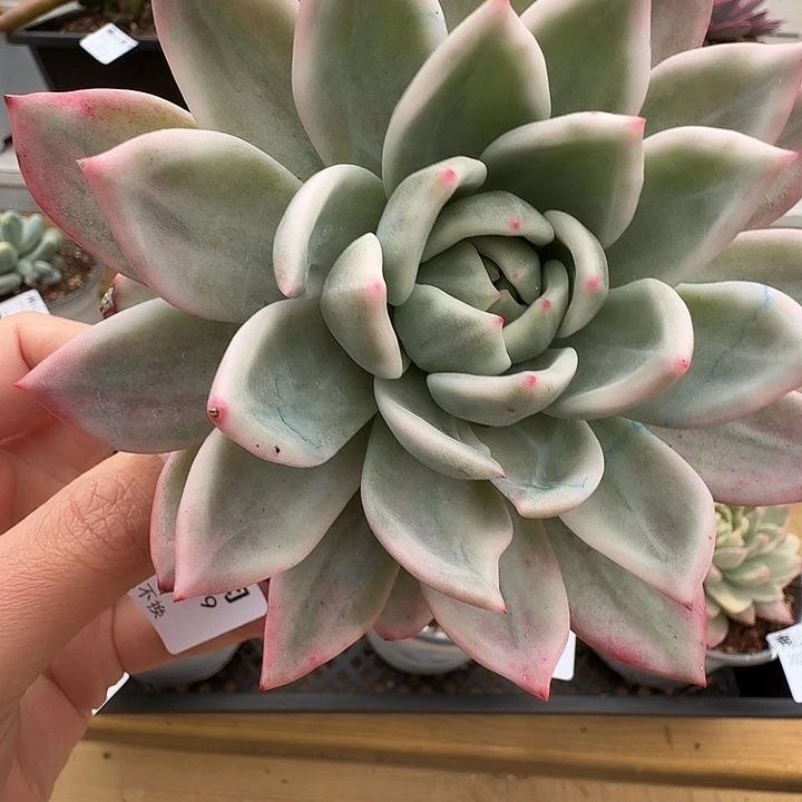 香槟锦11111119-72