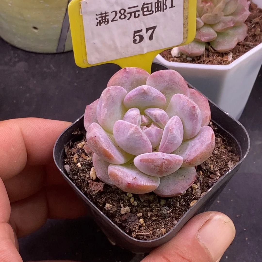 157石榴仔福利单头……