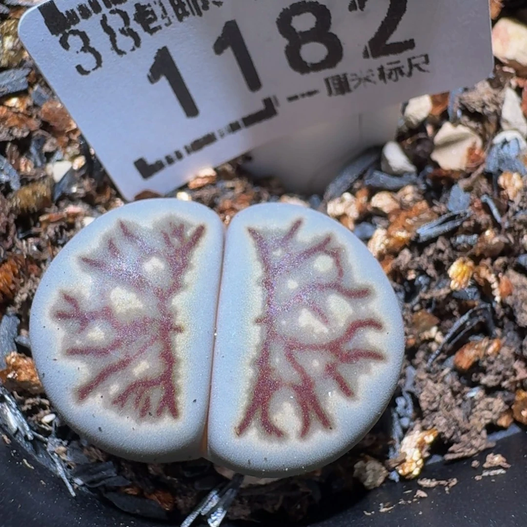 zzzzz精品生石花1182蓝菊