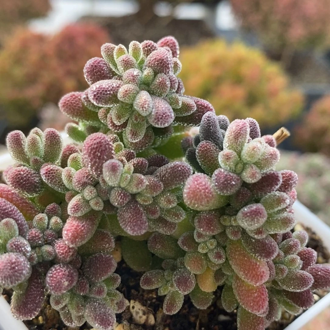 岁**年枝干福利优选冰晶4119枝干番杏