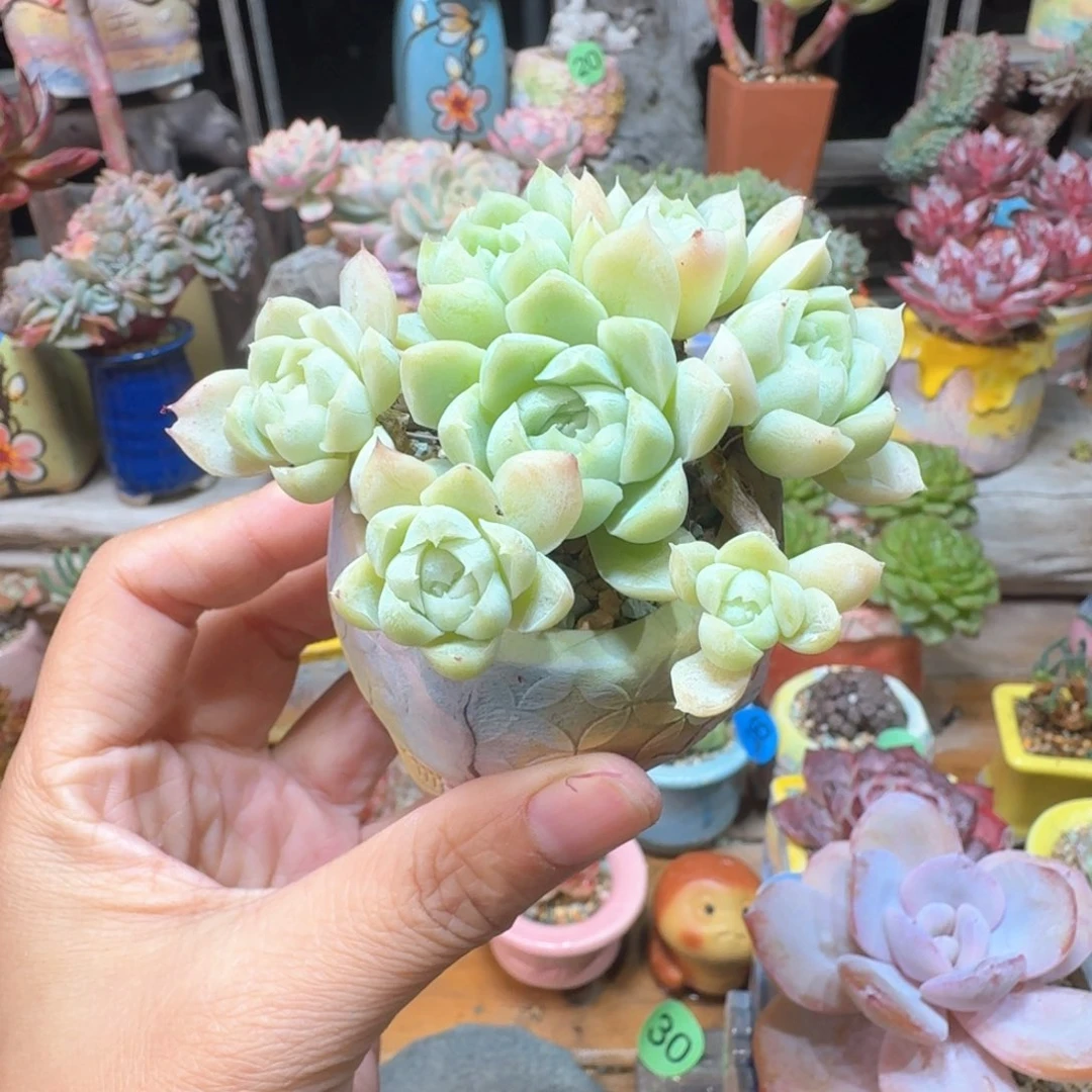 白月影 多肉含盆土 一物一拍