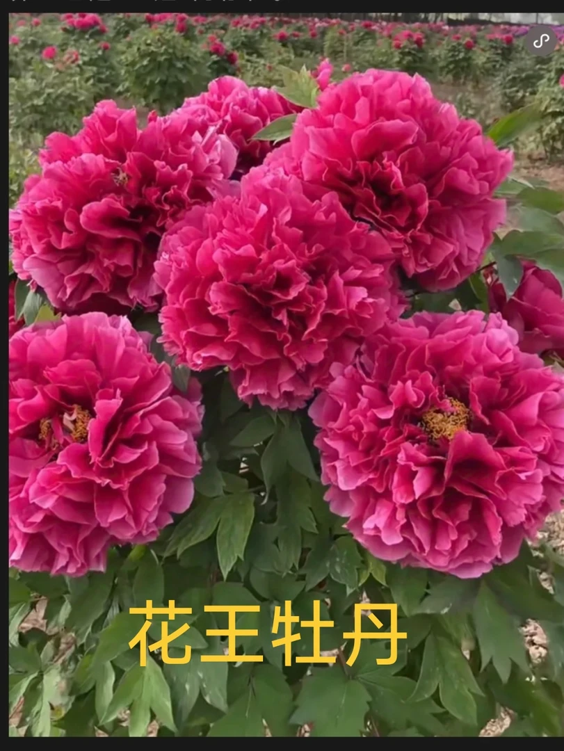 【花王牡丹】(3加仑（6加仑）盆栽牡丹  原盆原土发货