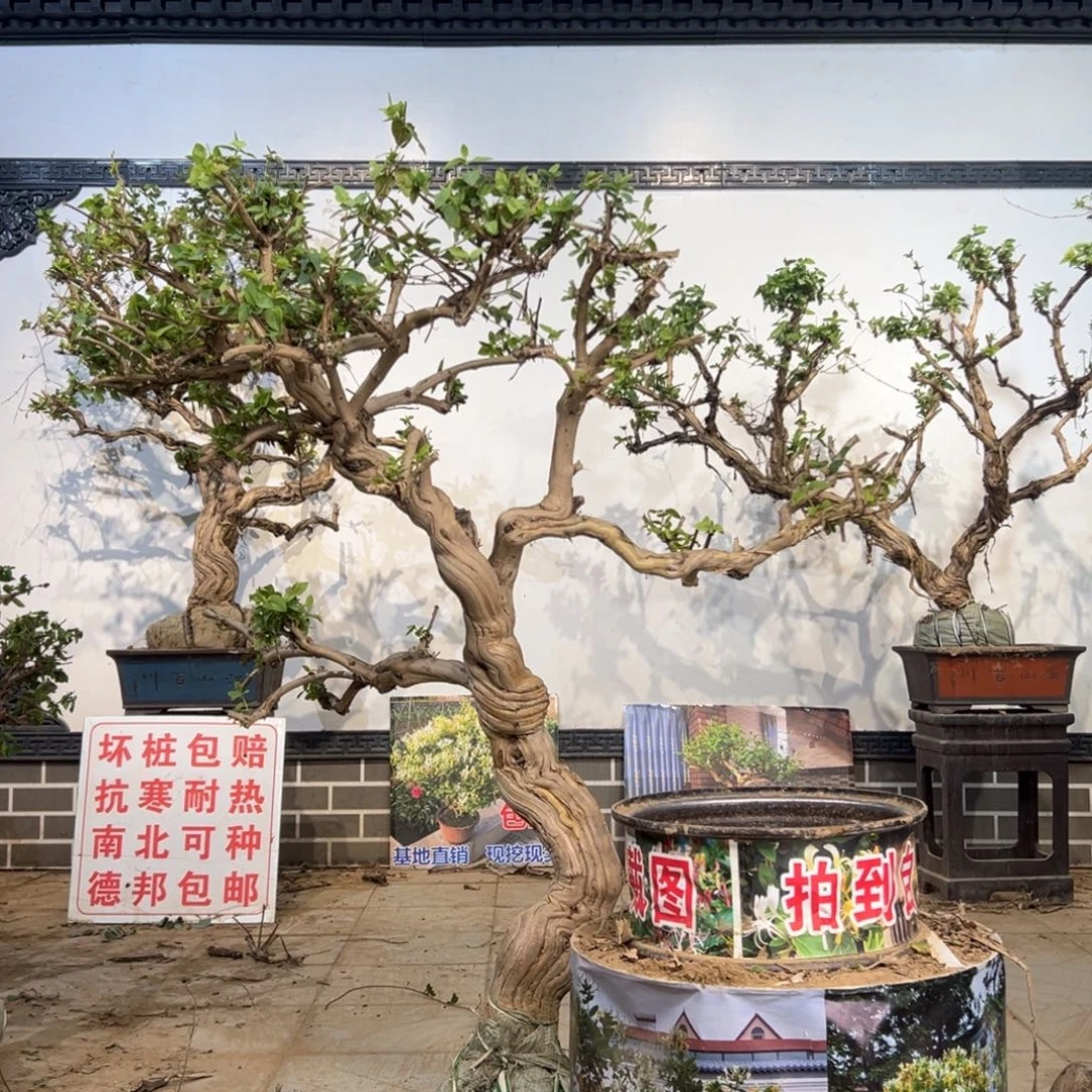 无花朵金银花088888
