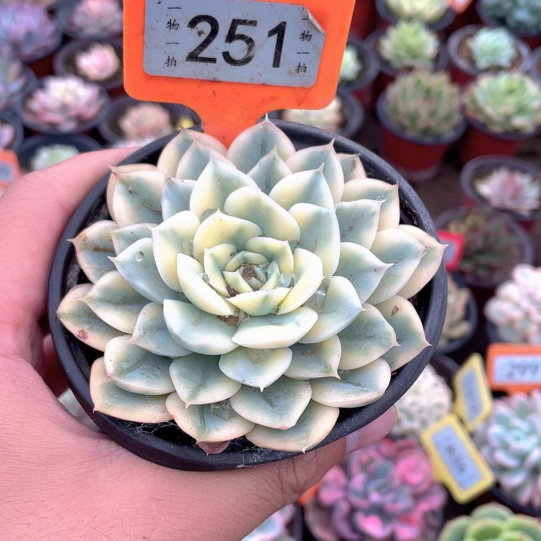 月亮锦251号多肉植物