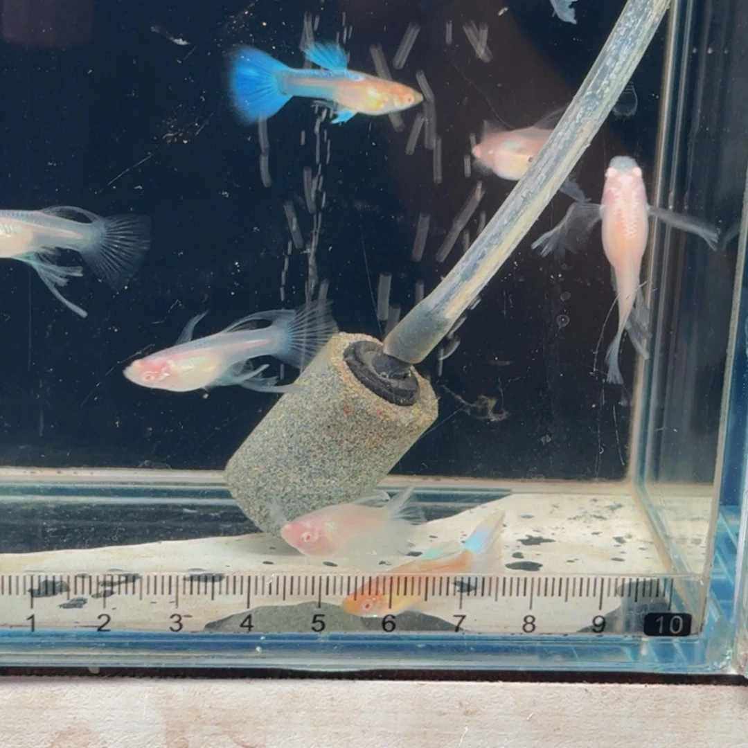 孔雀鱼蓝白绣球子代1对，新疆西藏青海海南港澳不发