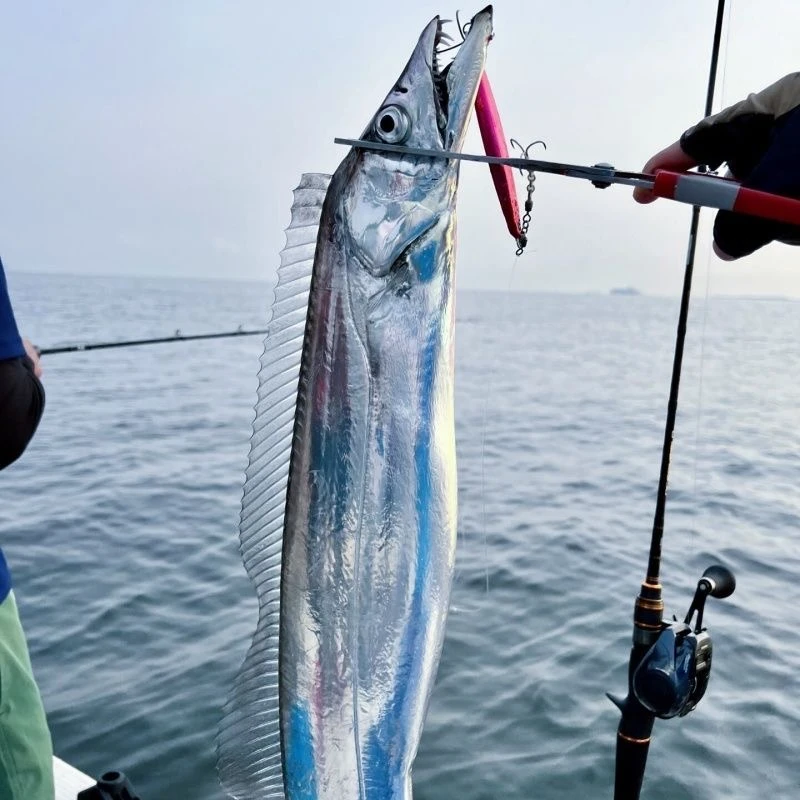 新鲜海钓油带鱼1.5-1.8斤左右一条  5斤到手3条  顺丰冷链包邮