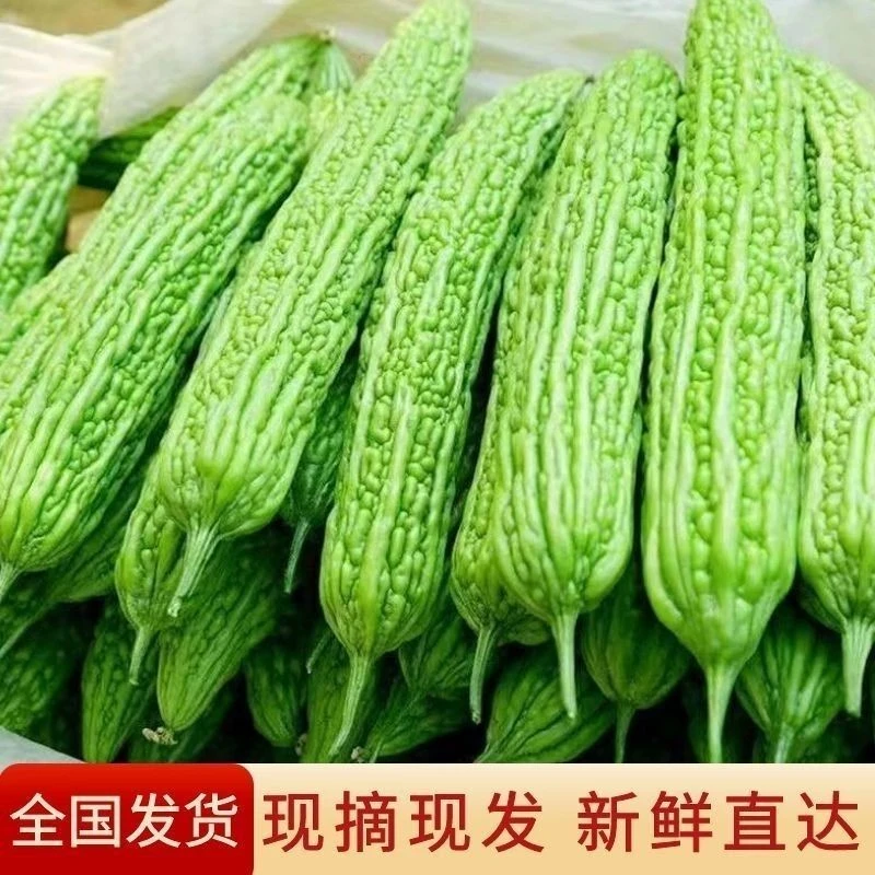 农家现摘自种新鲜苦瓜绿色时令蔬菜整箱包邮水果